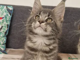 Maine Coon cats READY FOR COLLECTION TICA registered kittens - Advert 17