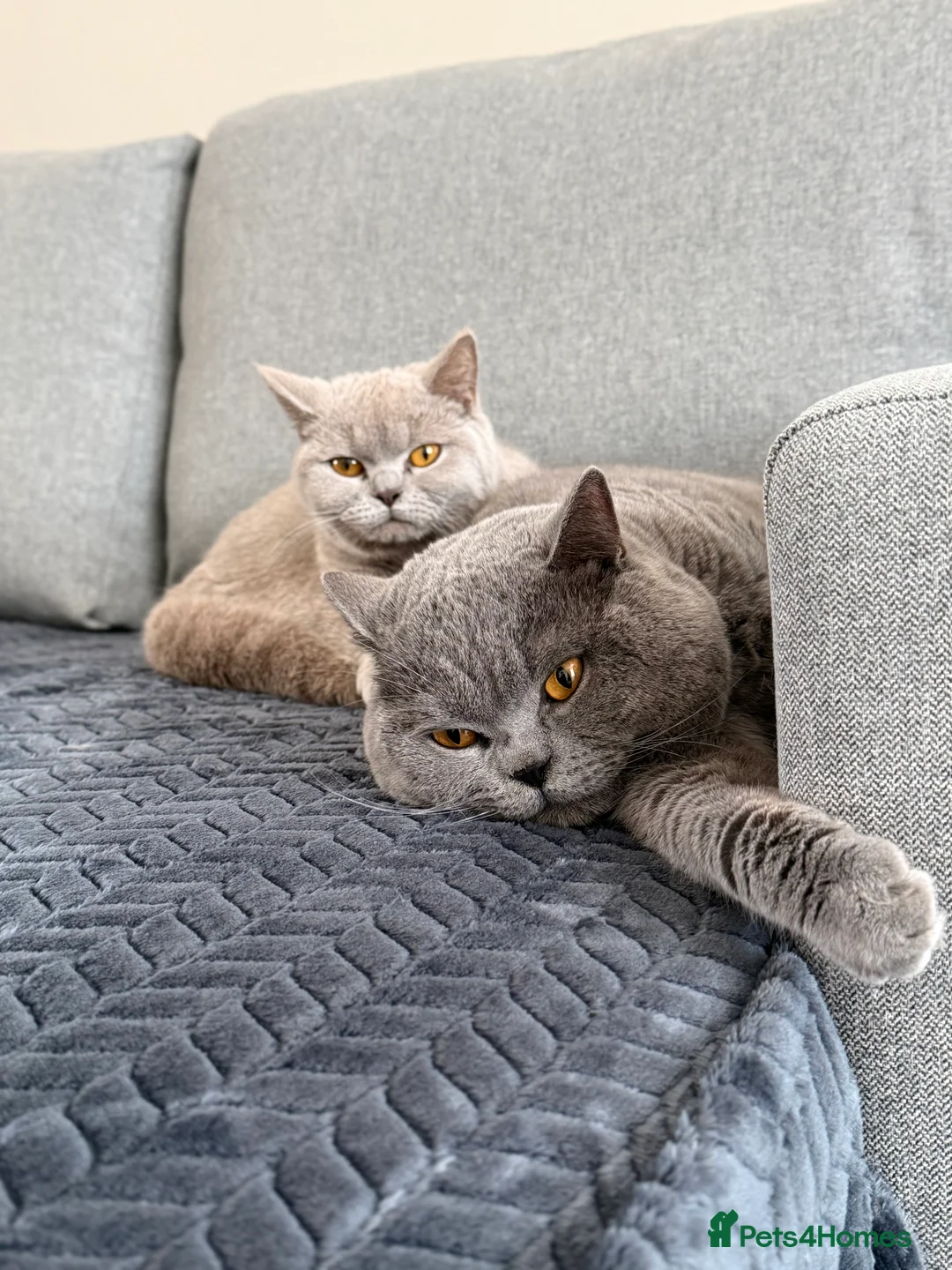 British Shorthair cats for sale: Gorgeous Lilac BSH  - Advert 2