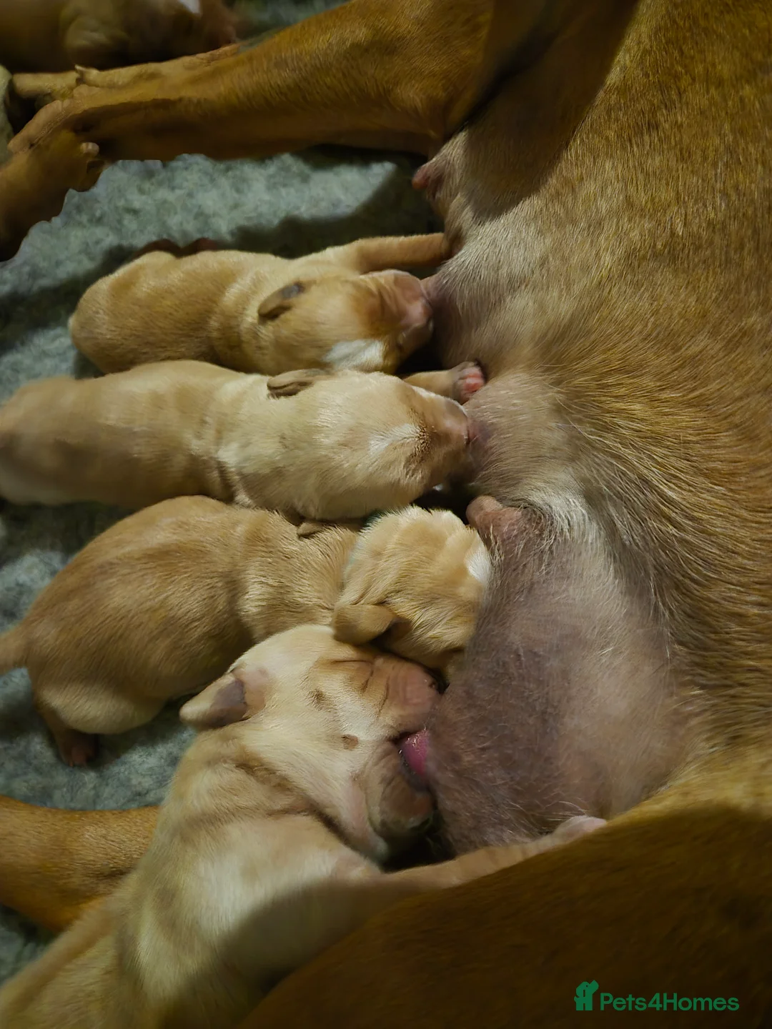 Pointer dogs for sale: Portuguese pointer puppies for sale - Advert 3