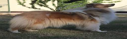Rough Collie dogs for sale: Lovely sable rough collie - Advert 2
