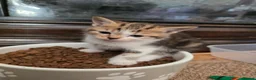 Mixed Breed cats for sale: Adorable Mixed Colour Kittens,Tabby, White, calico in Guildford - Advert 7
