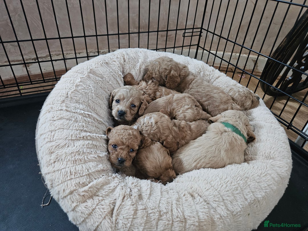 Cavapoo dogs for sale: Cavapoo Puppies  - Image 26