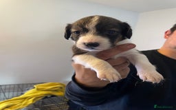 Mixed Breed dogs for sale: Cocker x collie pups  - Image 17