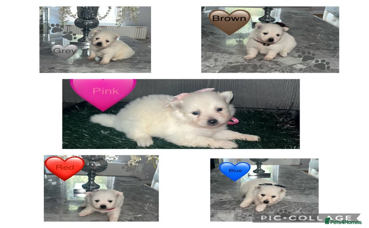 Japanese Spitz dogs - Advert 1