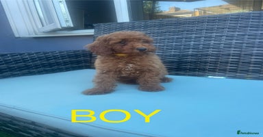 Miniature Poodle dogs - Advert 15