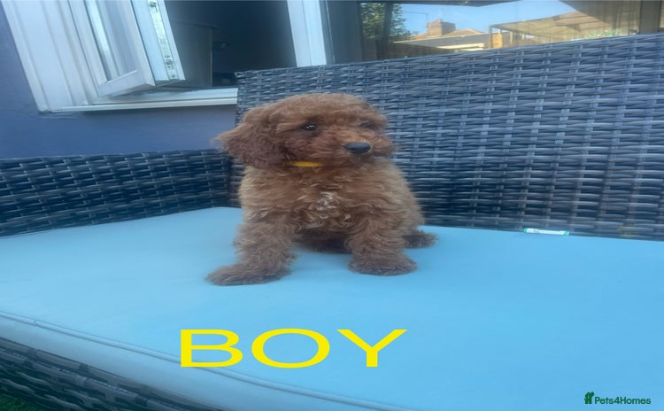 Miniature Poodle dogs - Advert 16