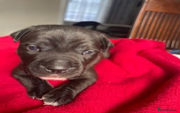 Staffordshire Bull Terrier dogs for sale: Mariusz  - Image 11