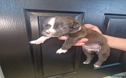 American Bulldog dogs for sale: American  bulldog  pups - Image 13
