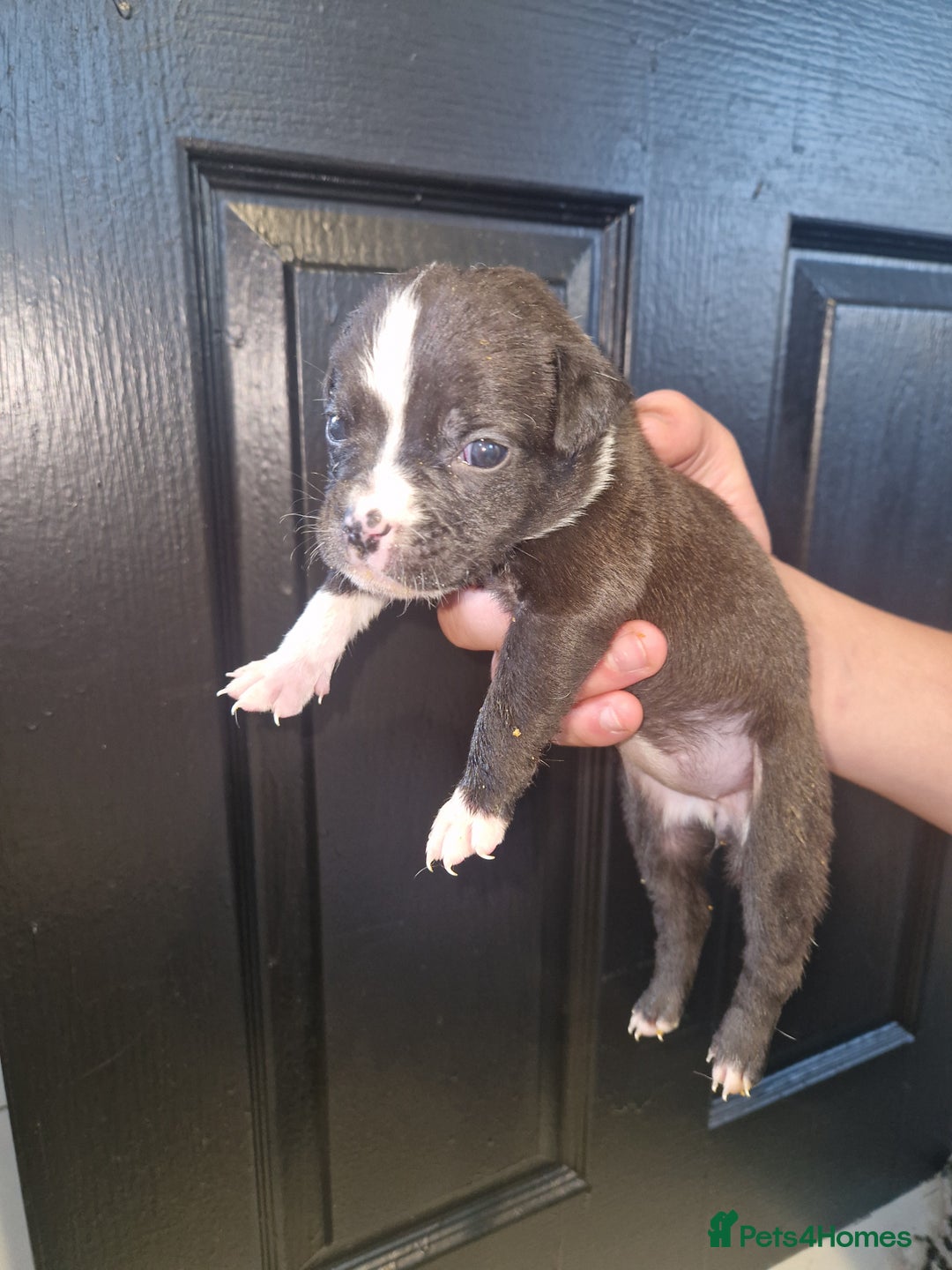 American Bulldog dogs for sale: American  bulldog  pups - Image 13
