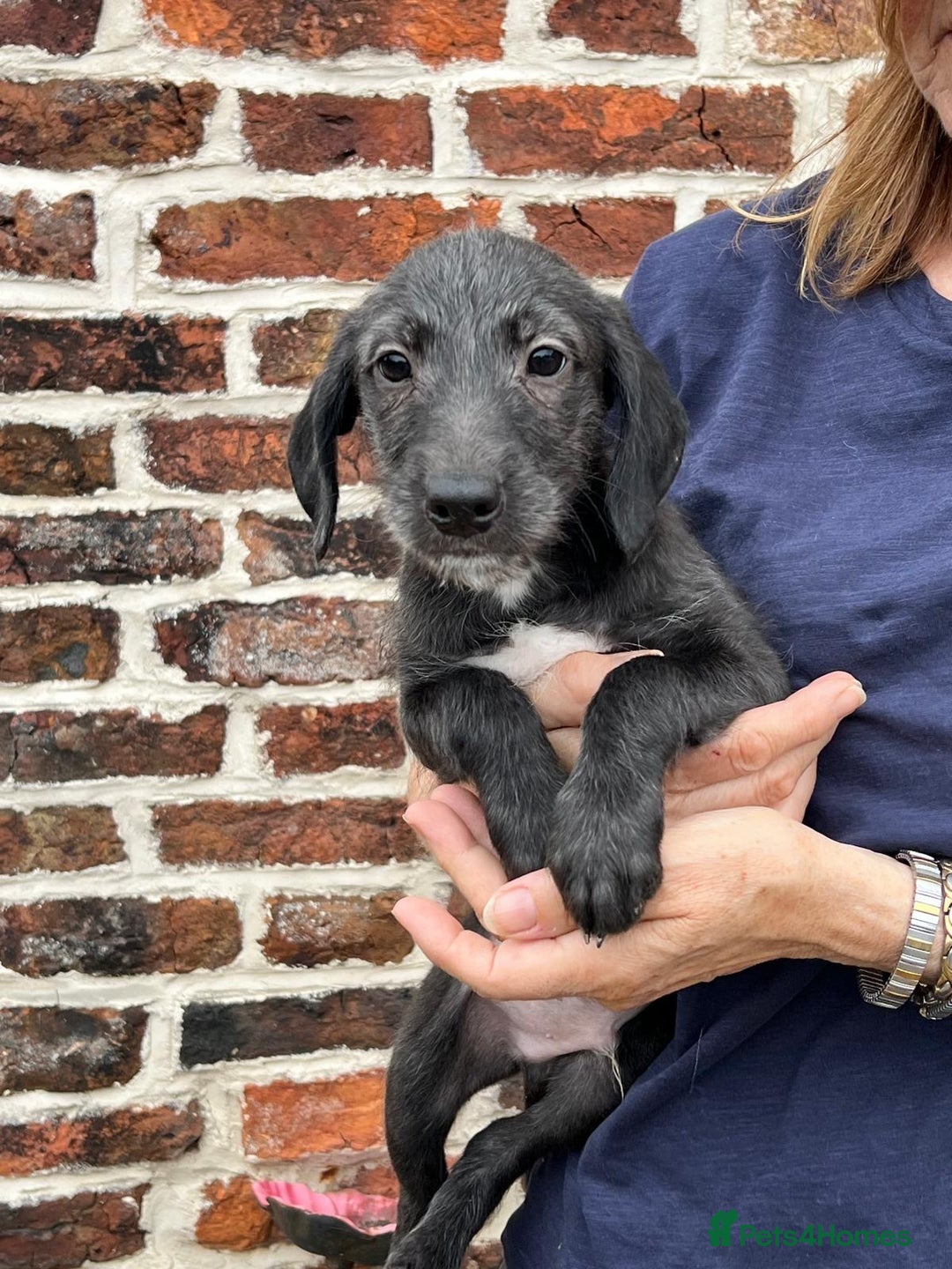 Bedlington Terrier dogs for sale: F1 Bedlington x Whippet puppies - Image 3