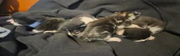 Mixed Breed cats for sale: Kittens for sale - Advert 6