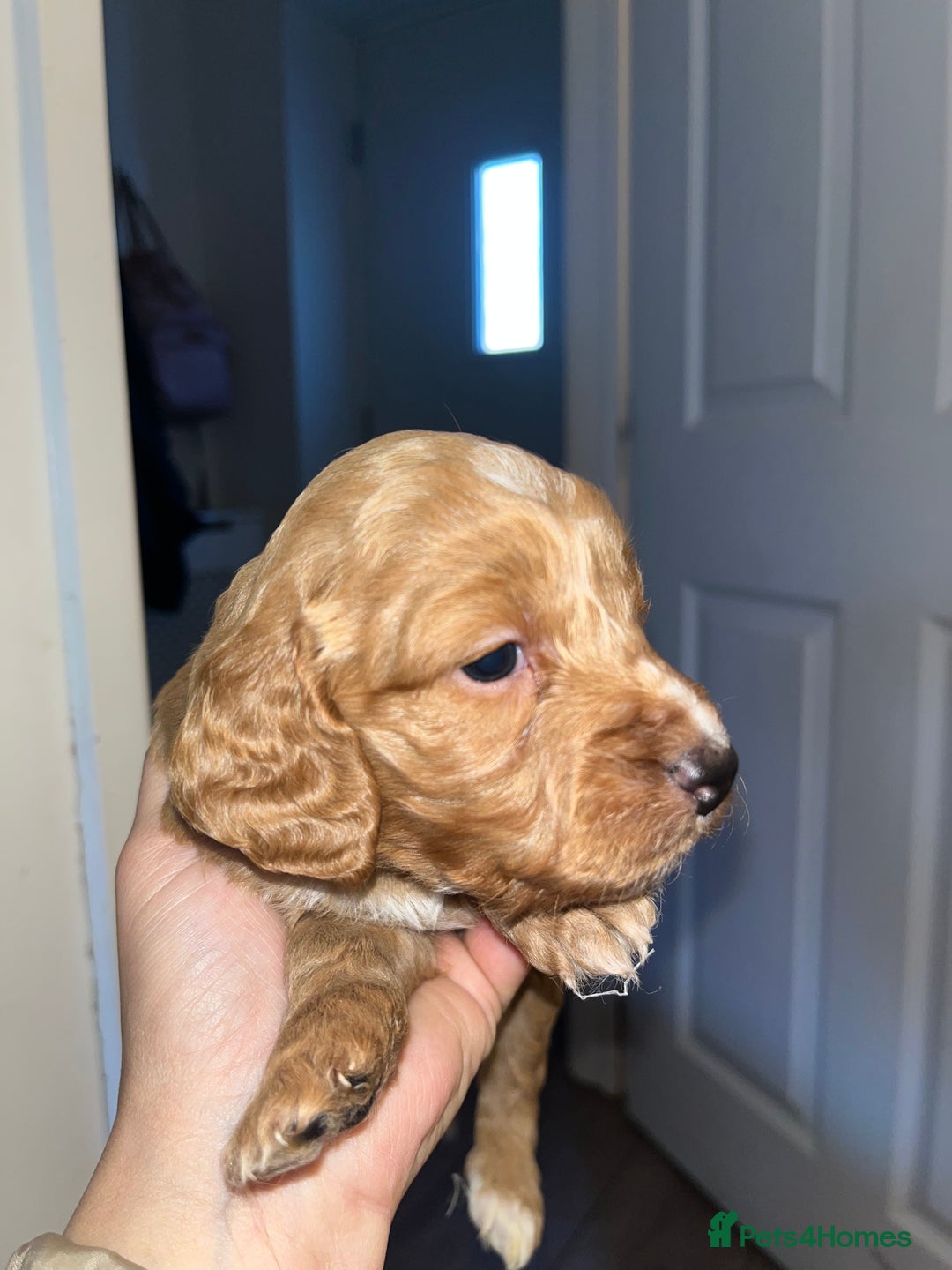 Cockapoo dogs for sale: Cockapoo puppies  - Advert 4