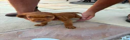 Cocker Spaniel dogs for sale: Cocker spaniel puppies - Advert 9