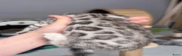 Bengal cats for sale: Bengal kittens in Liverpool - Advert 5