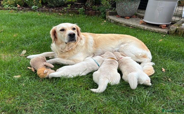 Golden Retriever dogs - Advert 1