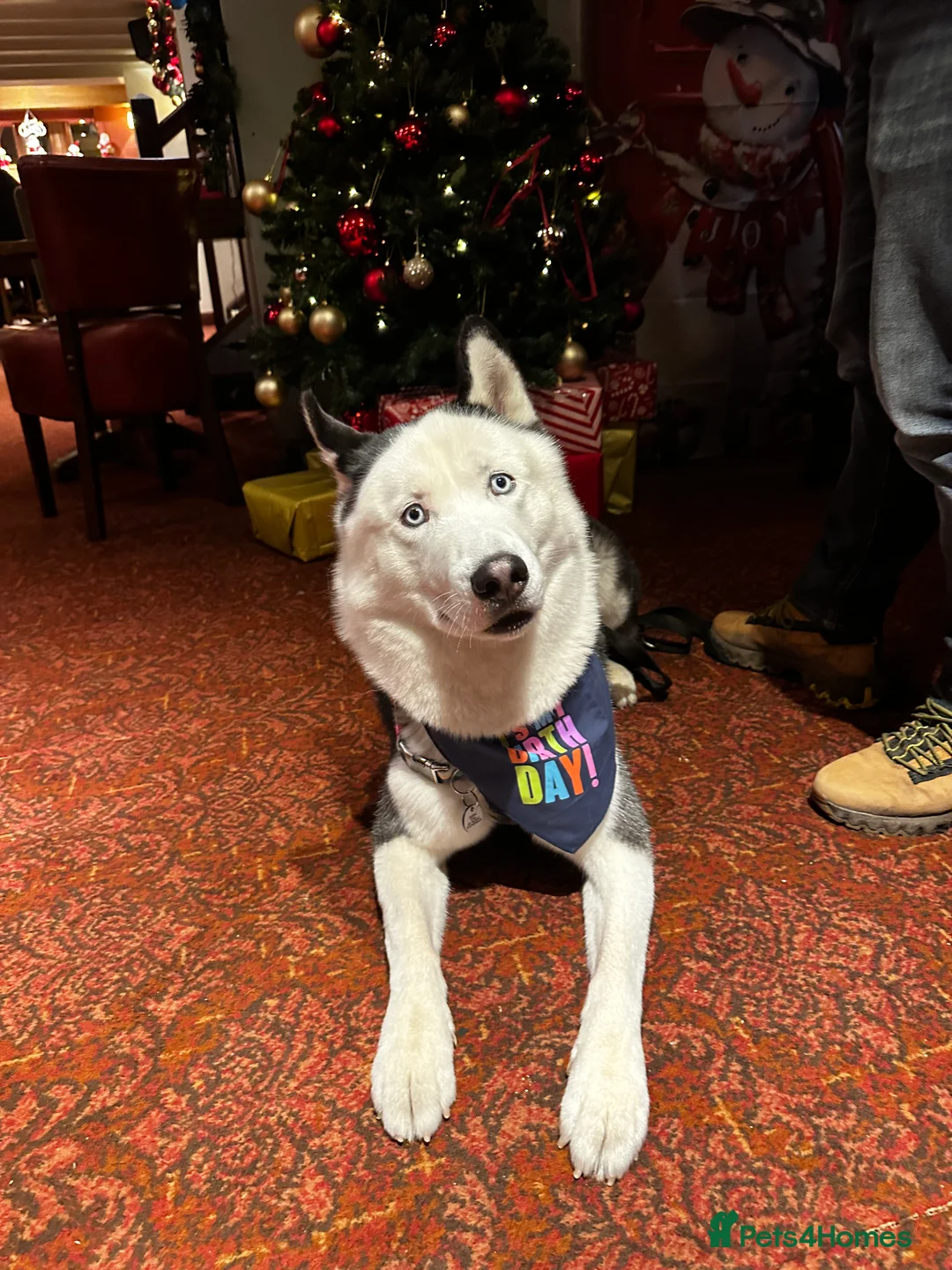 Siberian Husky dogs for stud: Stunning Blue eye Sibrian Husky for Stud(Proven) in Liverpool - Advert 2