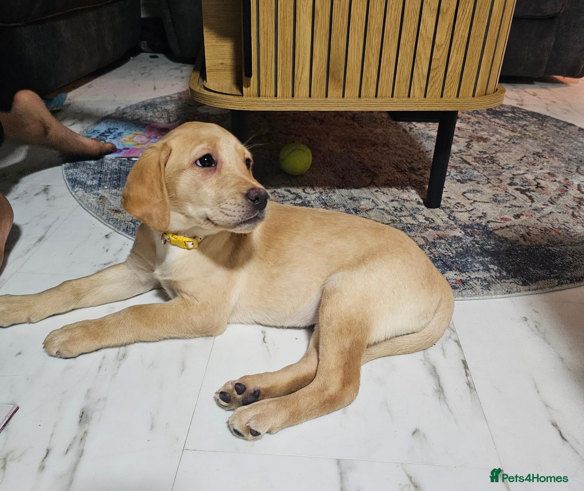 Labrador Retriever dogs Labrador Retriever 10 weeks old - Advert 1