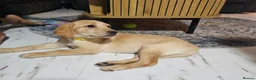Labrador Retriever dogs for sale: Labrador Retriever 10 weeks old in Fareham - Advert 1
