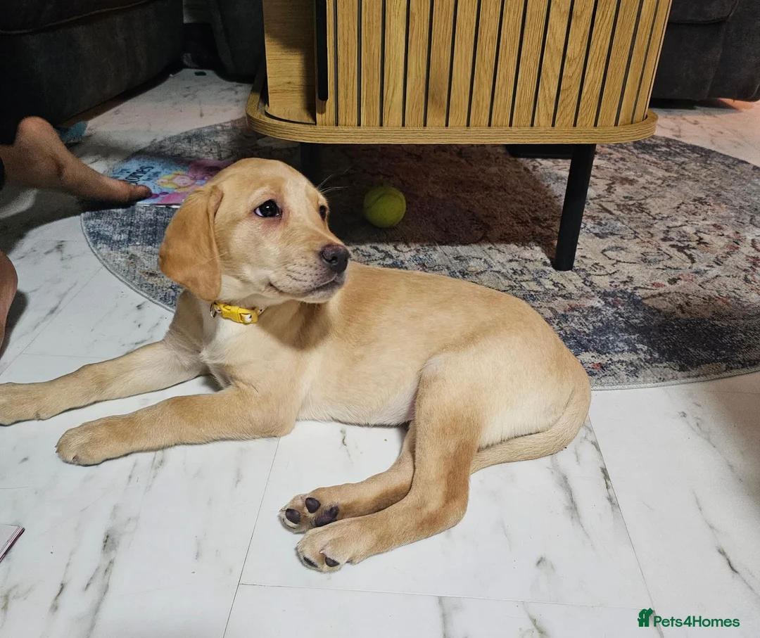 Labrador Retriever dogs for sale: Labrador Retriever 10 weeks old in Fareham - Advert 1