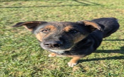 Mixed Breed dogs for adoption: Bumble is looking for a home! - Image 1