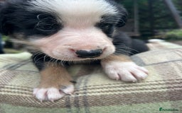 Border Collie dogs for sale: Border Collie - Image 18