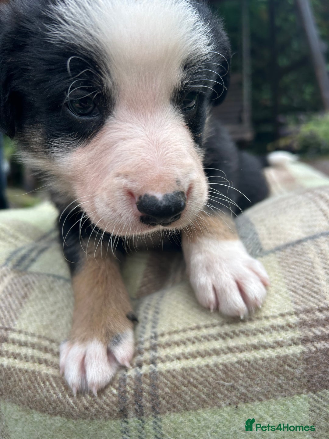 Border Collie dogs for sale: Border Collie - Image 18