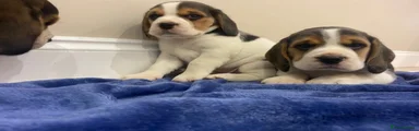 Beagle 3