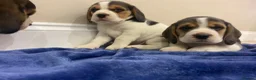 Beagle dogs for sale: Chunky friendly beagles  - Advert 33