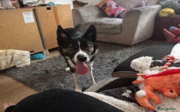 Border Collie dogs for sale: Tri-color border collie - Advert 2