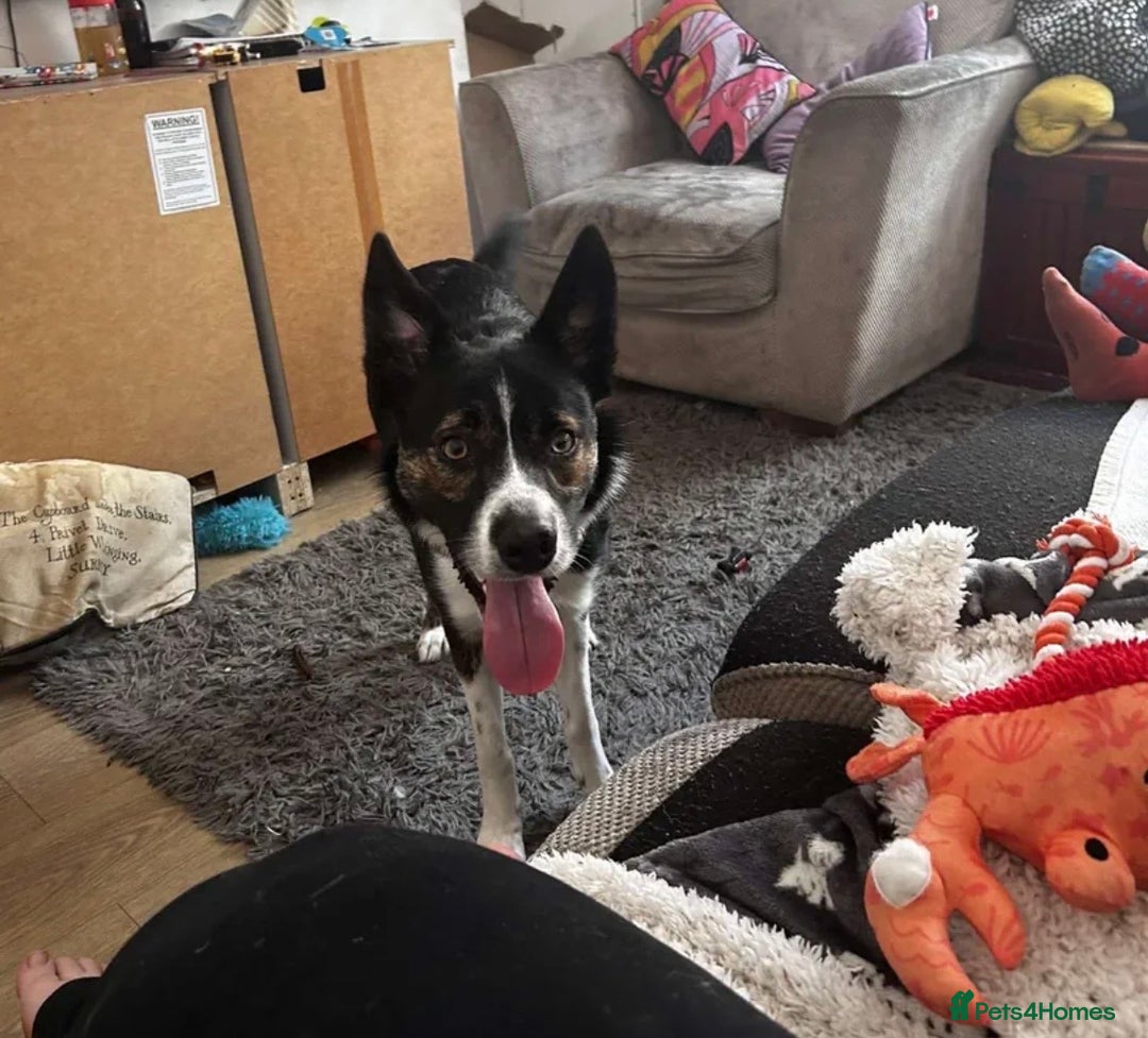 Border Collie dogs for sale: Tri-color border collie - Advert 2