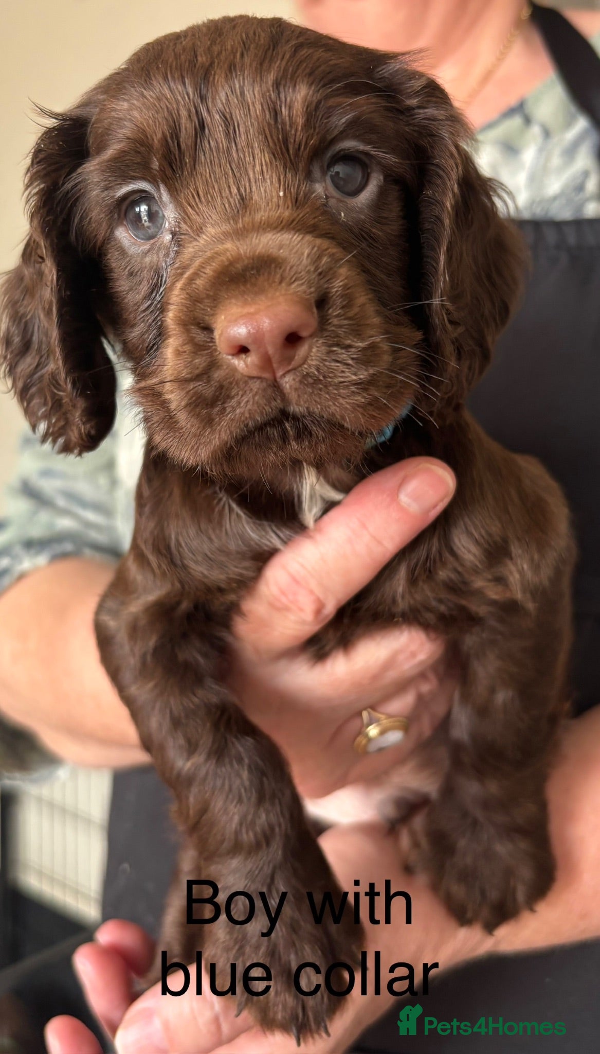 Cocker Spaniel dogs Cocker Spaniel Puppies - Advert 1