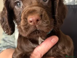 Cocker Spaniel dogs Cocker Spaniel Puppies - Advert 1