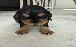 Cocker Spaniel dogs for sale: ****only 2 left****Stunning cocker puppies - Image 18