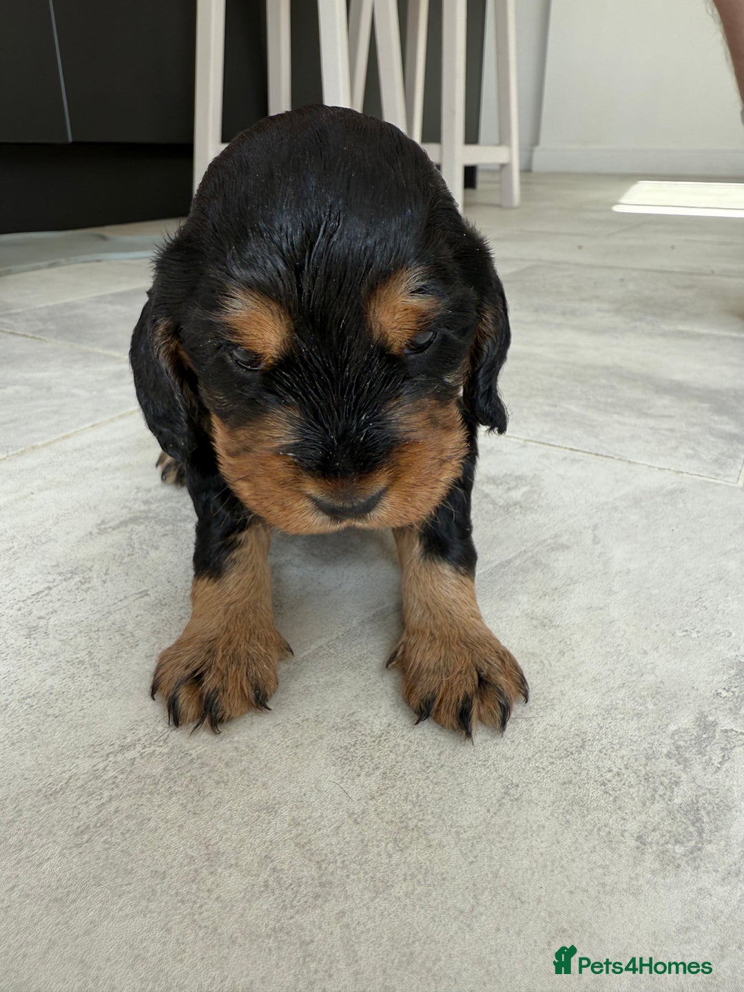 Cocker Spaniel dogs for sale: ****only 2 left****Stunning cocker puppies - Image 18