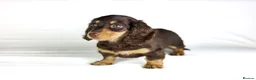 Miniature Dachshund dogs for sale: 2 Longhair chocolate and cream female’s  - Advert 5