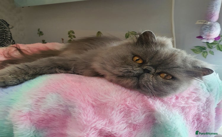Persian cats - Advert 3