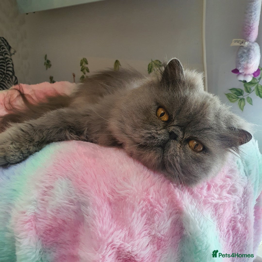 Persian cats for sale: Gorgeous blue pure breed Persian Boy - Image 1