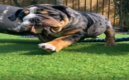 English Bulldog dogs for sale: LAST TWO LEFT Full Pedigree health tested bulldogs - Image 6