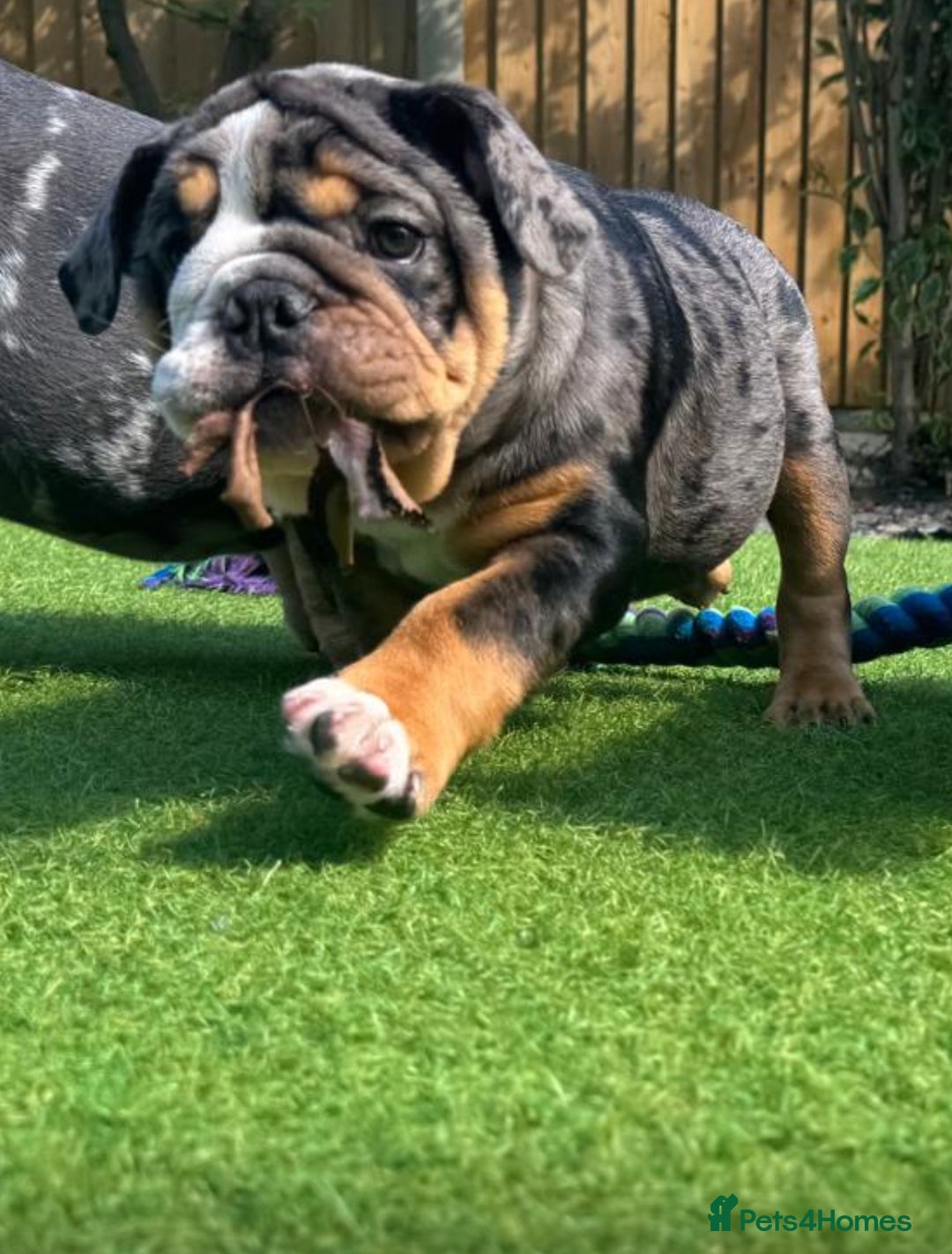 English Bulldog dogs for sale: LAST TWO LEFT Full Pedigree health tested bulldogs - Image 6