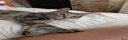 Domestic Shorthair cats for sale: 4 kittens looking for their forever homes 🩷 - Advert 6