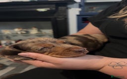 Miniature Dachshund dogs for sale: Miniature Dachshunds  - Image 3