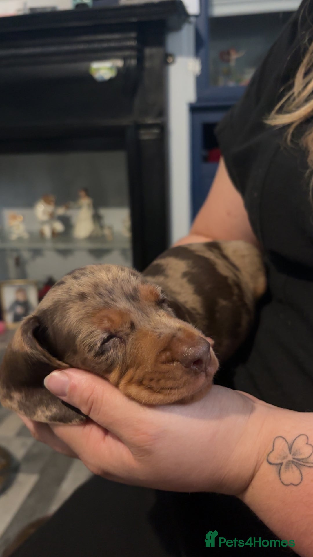 Miniature Dachshund dogs for sale: Miniature Dachshunds  - Image 3