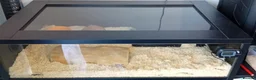 Corn Snake reptiles for sale: Baby cornsnake with vivarium and everything in it  in Hartlepool - Advert 20