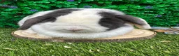 Mini Lop rabbits for sale: Mini Lop Girls Looking for Forever Homes 💛 - Advert 7