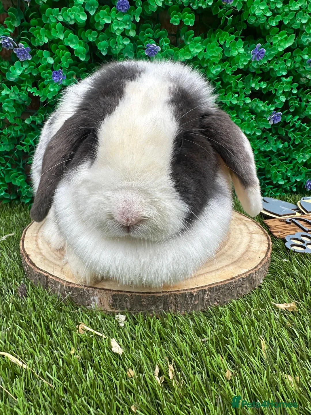Mini Lop rabbits for sale: Mini Lop Girls Looking for Forever Homes 💛 - Advert 7