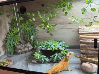Bearded Dragon reptiles bearded dragon+6ft custom built Viv - Advert 5