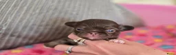 Chihuahua dogs for sale: Xx stunning Quality Kc chocolate litter Xx - Advert 12