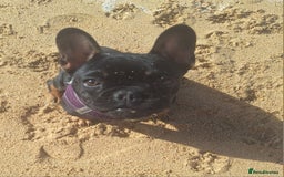 French Bulldog dogs for sale: Ted - French bulldog  - Image 5