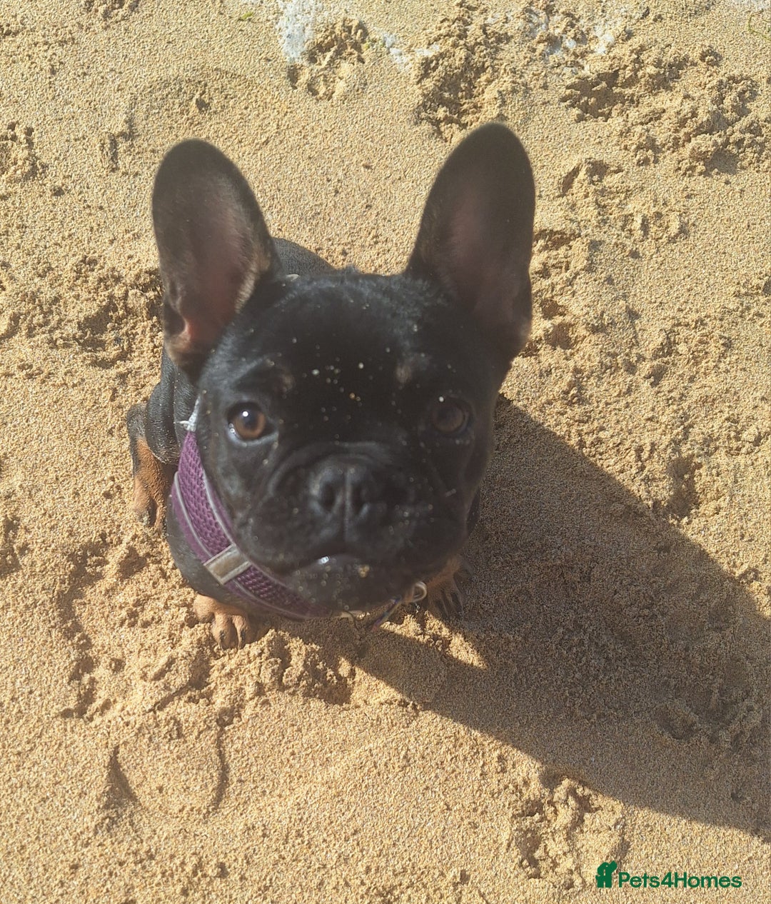 French Bulldog dogs for sale: Ted - French bulldog  - Image 5