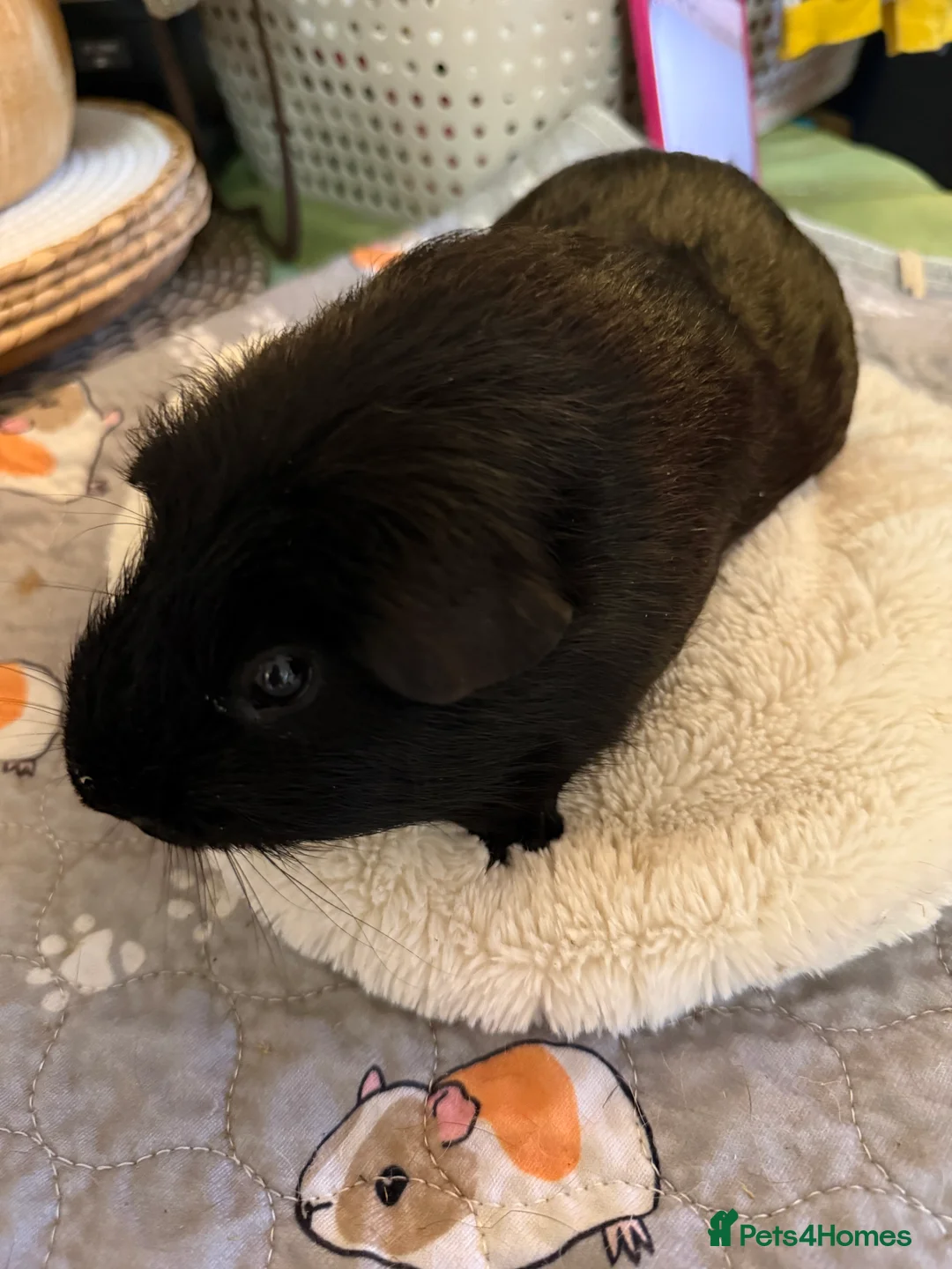 Guinea Pig rodents for sale: Male guinea pigs for sale - Advert 4
